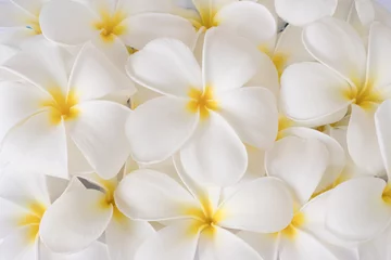 Printed roller blinds Frangipani white plumeria flowers