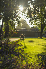Obraz premium landscape park on the bank of the river Daugava in Riga, and the sun's rays through the trees