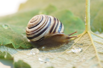 Grape snail on a grape leaf. Snail isolated.