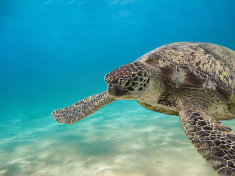 Green sea turtle swimming underwater Red Sea. Egypt