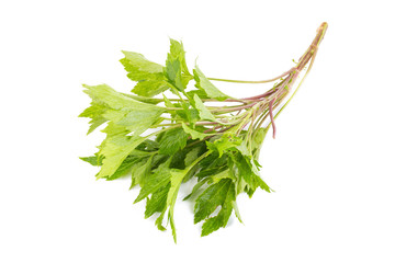 White mugwort on white background