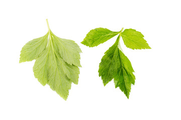 White mugwort on white background