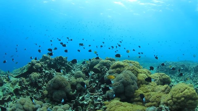 Underwater coral reef and tropical fish in sea ocean. 