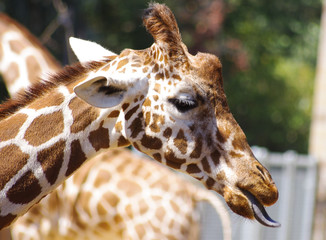 Giraffe head tongue