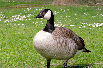 Canadian goose