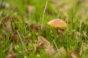 Wild Mushroom in grass 