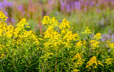 Obraz premium Colorful flowering wild plants in summertime