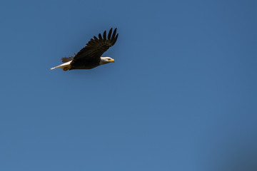 Fototapeta premium Bald eagle in flight 