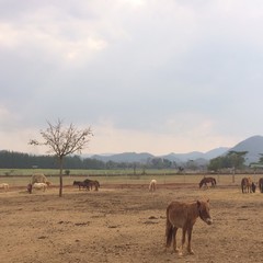 Horses in the farm