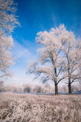 Winter landscape_1