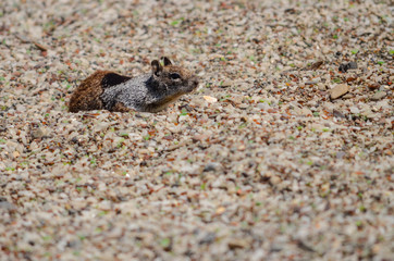 Squirrel in glass beach pebbles 