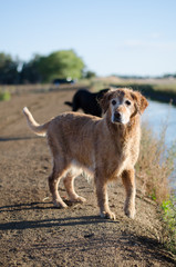 Obraz premium Golden retriever dog 