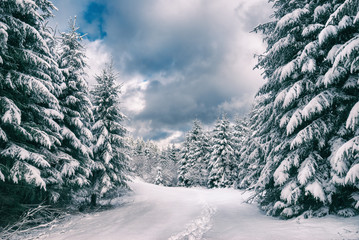 Winter view in a Carpathian mountain forest