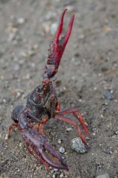 Crayfish in wet mud