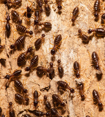Termite work as team in the nature