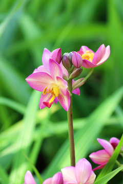 orchid flower. (Ground orchid, Spathoglottis)