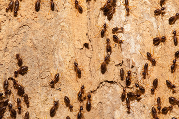 Termite work as team in the nature