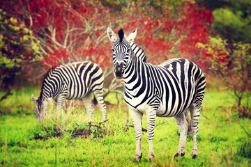 Fototapeta na wymiar Wild zebras of African continent