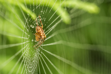 Spiders webs to swing