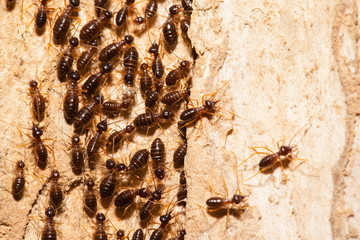Termite work as team in the nature