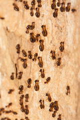 Termite work as team in the nature