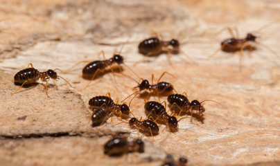 Termite work as team in the nature