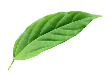 Obraz premium green leaf isolated leaf on white