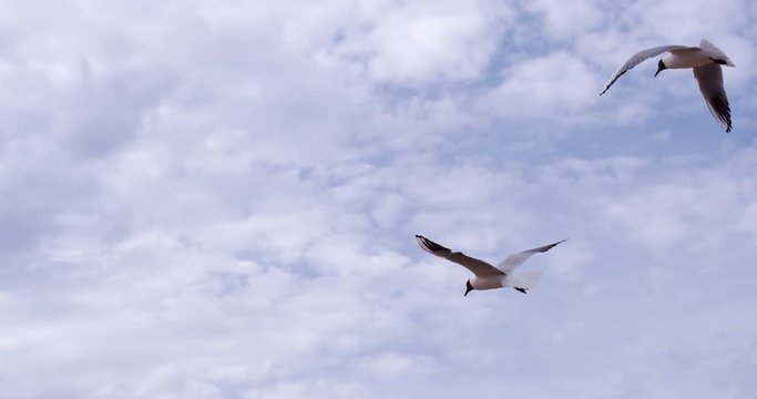 Seagull Plans to the Wind