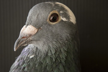 close up face of speed racing pigeon ,head shot on black