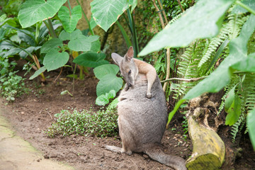 kangaroo looking back © Q