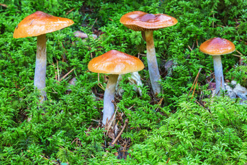 Mushrooms growing in the moss