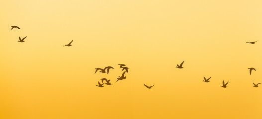 Flock of Geese flying at dawn