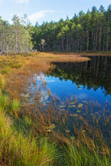 Lake in the coniferous forest in autumn