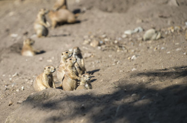 Black tailed prairie dog