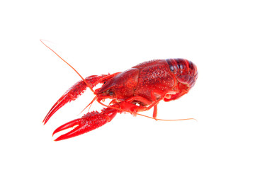 Crawfish, white background, close-up