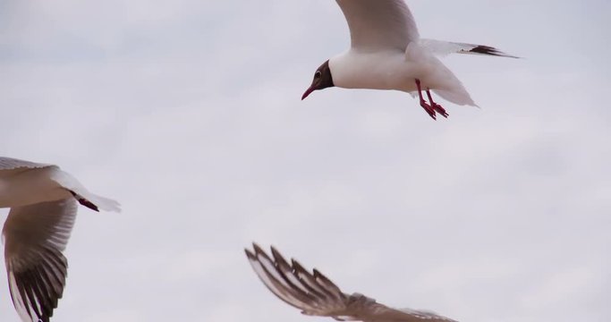Soaring Seagull