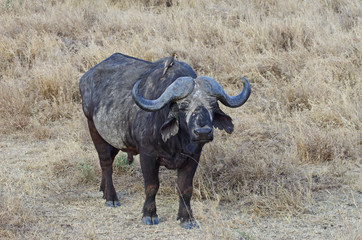 Obraz premium Buffle dans la savane Africaine