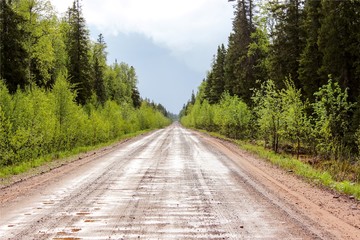 Foggy Straight Redwood