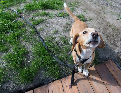Small cute dog drever type