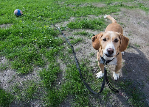 Small cute dog drever type