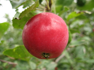 Спелое красное яблоко висит на ветке