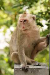 Monkey sit on concrete bridge looking around against tree in the background.