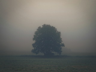 Misty Tree