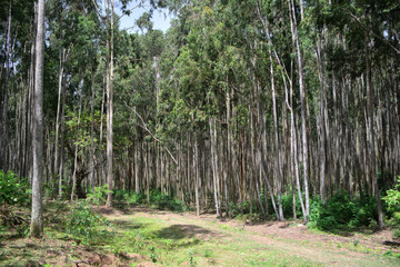 eucalyptus