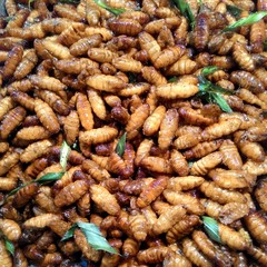 Thailand food insects