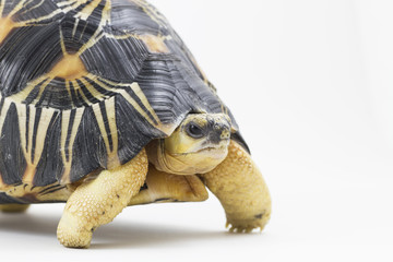 Obraz premium Radiata tortoise1