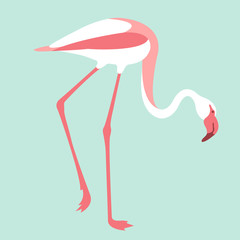 Pink flamingos vector illustration  flat style