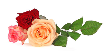 Fototapeta premium Roses 
