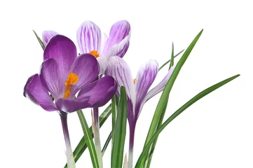 Photo sur Plexiglas Crocus Crocus violets