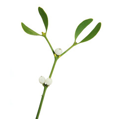 Branche de gui
